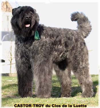 bouvier des flandres du clos de la luette - copyright d&eacute;pos&eacute;